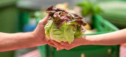 Übergabe von gerettetem Blattsalat zwischen zwei Personen als Symbolbild für die wertvolle finanzielle Unterstützung von den Spenderinnen und Spender an die karitative Foodsave-Organisation Tischlein deck dich, die gerettete Lebensmittel an armutsbetroffene Menschen abgibt.