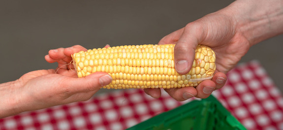 Übergabe von gerettetem Mais zwischen zwei Personen als Symbolbild für die wertvolle finanzielle Unterstützung von den Spenderinnen und Spender an die karitative Foodsave-Organisation Tischlein deck dich, die gerettete Lebensmittel an armutsbetroffene Menschen abgibt.