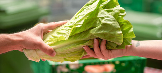 Übergabe von gerettetem Eisbergsalat zwischen zwei Personen als Symbolbild für die wertvolle finanzielle Unterstützung von den Spenderinnen und Spender an die karitative Foodsave-Organisation Tischlein deck dich, die gerettete Lebensmittel an armutsbetroffene Menschen abgibt. 