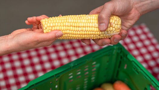 Übergabe von gerettetem Maiskolben zwischen zwei Personen als Symbolbild für die wertvolle finanzielle Unterstützung von den Spenderinnen und Spender an die karitative Foodsave-Organisation Tischlein deck dich, die gerettete Lebensmittel an armutsbetroffene Menschen abgibt. 