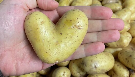 Herzförmige Kartoffel als Symbol für die Unterstützung der Partnerorganisationen der karitativen Foodsave-Organisation Tischlein deck dich.